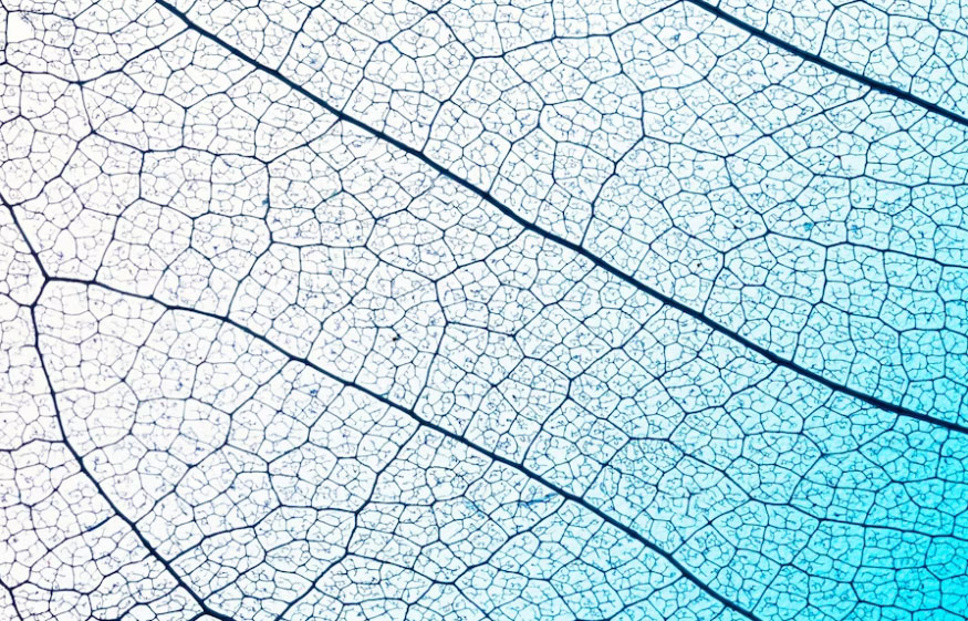 Chirurgie artérielle